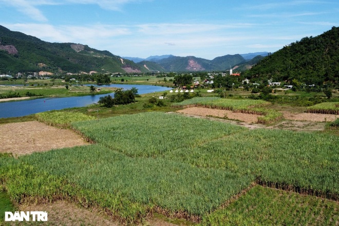 Vào chính vụ, người dân ở thủ phủ mía Đà Nẵng vừa thu hoạch vừa lo - 1 Vào chính vụ, người dân ở thủ phủ mía Đà Nẵng vừa thu hoạch vừa lo - 1