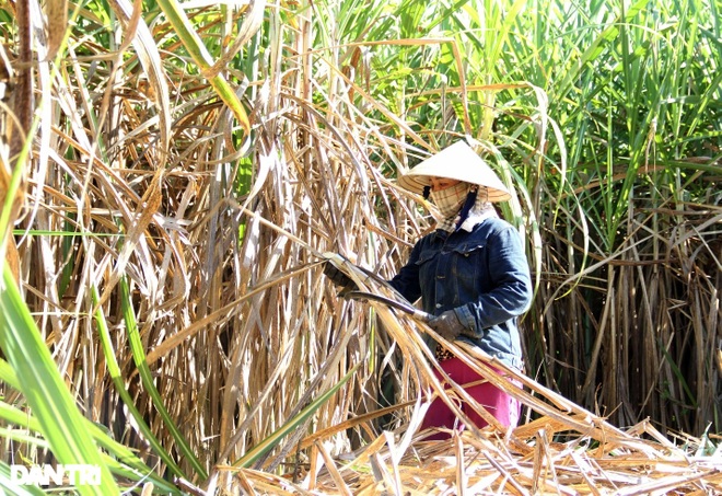 Vào chính vụ, người dân ở thủ phủ mía Đà Nẵng vừa thu hoạch vừa lo - 3 Vào chính vụ, người dân ở thủ phủ mía Đà Nẵng vừa thu hoạch vừa lo - 3