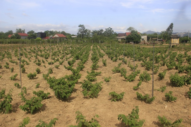 Người dân Quảng Trị thu hàng tỷ đồng nhờ trồng những giống cây ít ai biết - 5