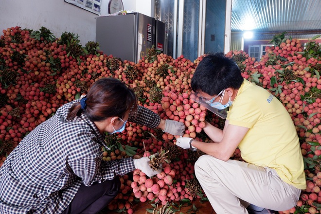 Vietnam Post tiêu thụ gần 4.300 tấn vải qua sàn TMĐT Postmart.vn - 1