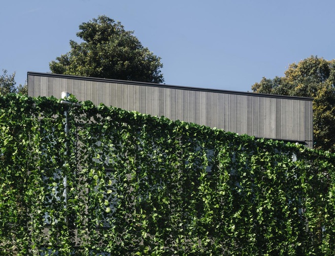Gia chủ đập tường, tạo mảng xanh cao 6m như tấm rèm giúp cả nhà mát mẻ - 2