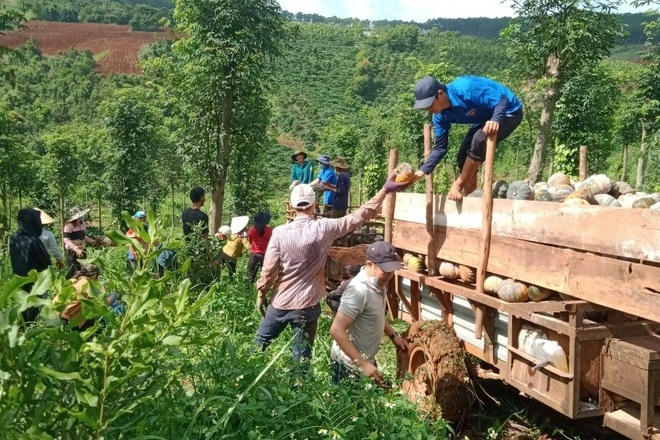 Người dân gom khoai lang, bí đỏ, rau xanh gửi tặng TPHCM chống dịch - 1 Người dân gom khoai lang, bí đỏ, rau xanh gửi tặng TPHCM chống dịch - 1