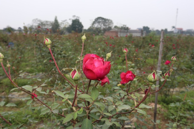 Từ cánh hoa hồng, cô gái Quảng Trị khởi nghiệp thành công nơi đất khách - 3