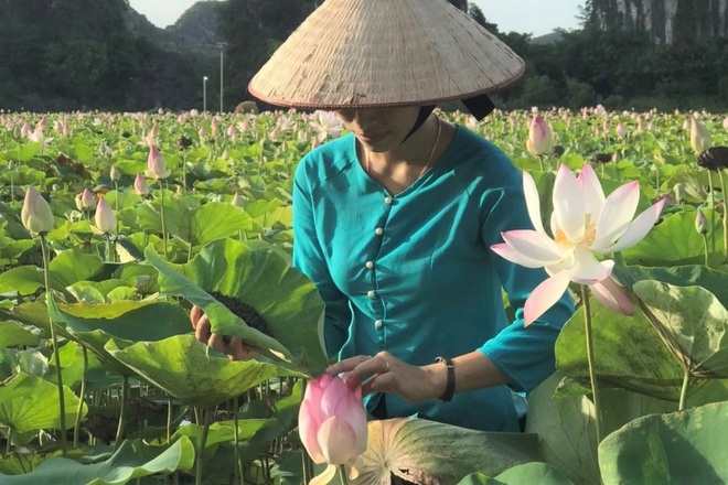 Ướp trà vào sen Nhật thu tiền triệu - 3 Ướp trà vào sen Nhật thu tiền triệu - 3