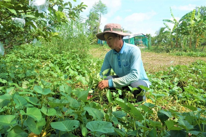 Làm trang trại mini trên vùng đất trũng, nông dân bỏ túi gần 400 triệu/năm - 5 Làm trang trại mini trên vùng đất trũng, nông dân bỏ túi gần 400 triệu/năm - 5