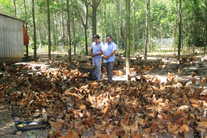 Chăn nuôi gì lợi nhuận cao  12 mô hình chăn nuôi siêu lợi nhuận