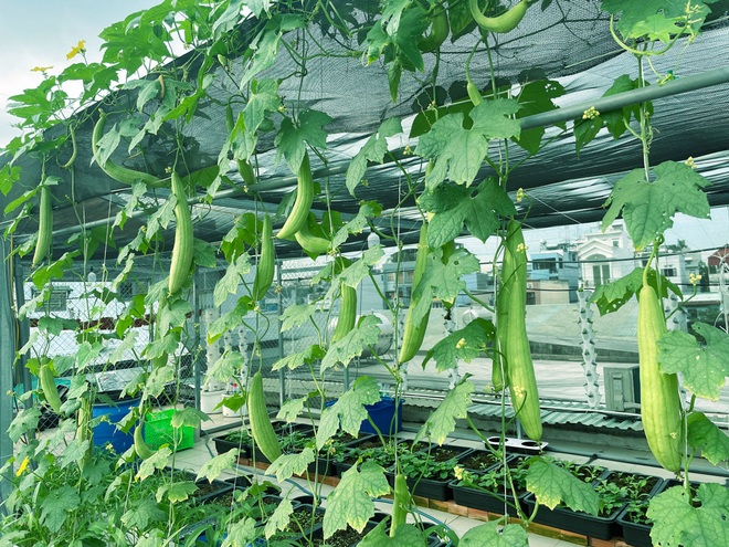Ông bố 9X chi 80 triệu làm vườn: Rau mơn mởn, cá tung tăng trên sân thượng - 1 Ông bố 9X chi 80 triệu làm vườn: Rau mơn mởn, cá tung tăng trên sân thượng - 1