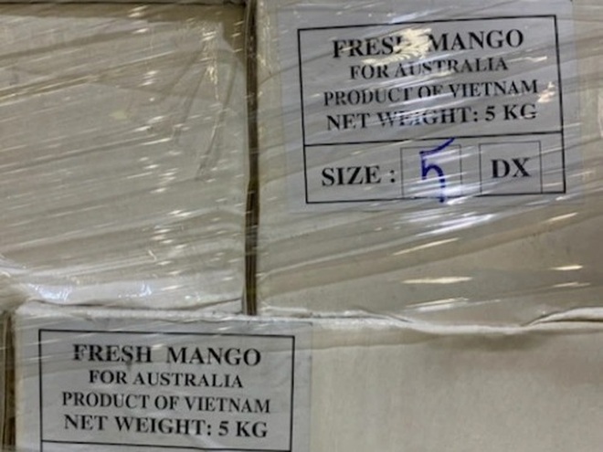 Xoài xanh Việt Nam bay sang Úc giá gần 300.000 đồng/kg - 2 Xoài xanh Việt Nam bay sang Úc giá gần 300.000 đồng/kg - 2