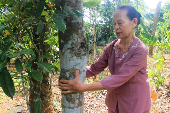 Vườn chè cổ thụ được gìn giữ như báu vật, trả tiền triệu mỗi gốc không bán - 3