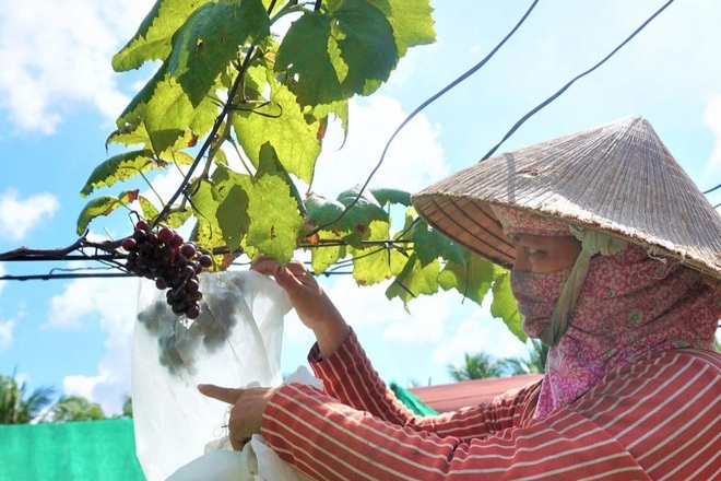 Sống khỏe nhờ táo bạo trồng nho trên đất nhiễm mặn - 1 Sống khỏe nhờ táo bạo trồng nho trên đất nhiễm mặn - 1