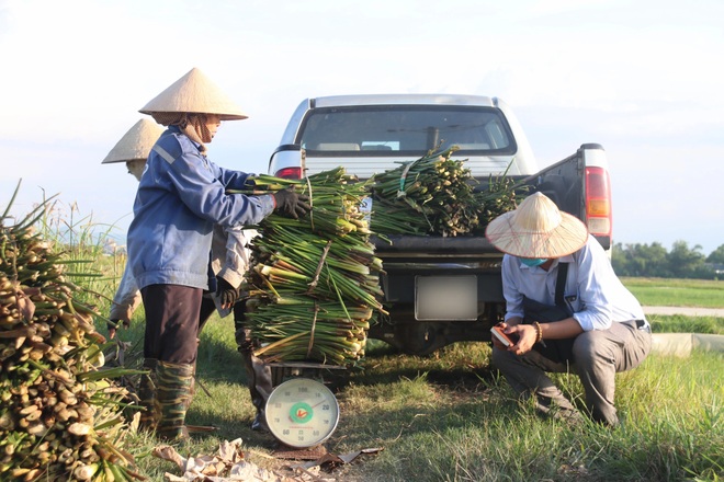 Nông dân thu lợi từ cây kẻ thù của ruộng đồng - 12 Nông dân thu lợi từ cây kẻ thù của ruộng đồng - 12