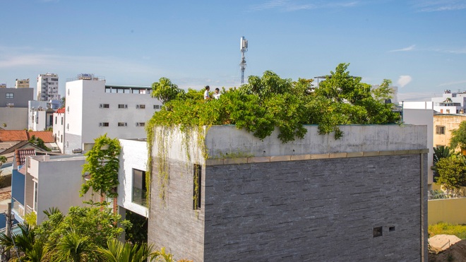 Ngôi nhà ở Đà Nẵng có vườn cây ăn quả sai trĩu trên mái - 1