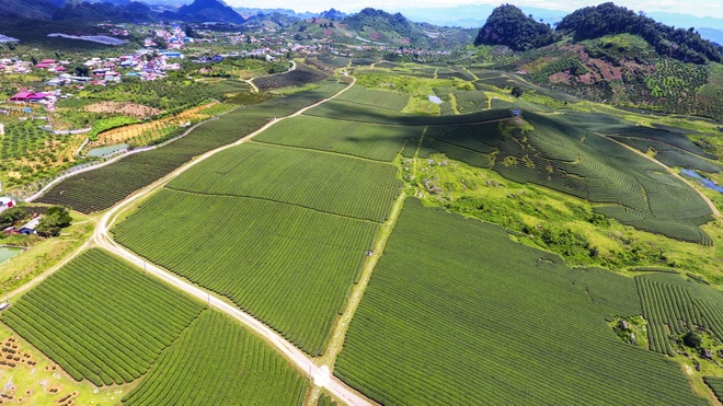 Watching the green tea hill in the town of Moc Chau Farm - 2