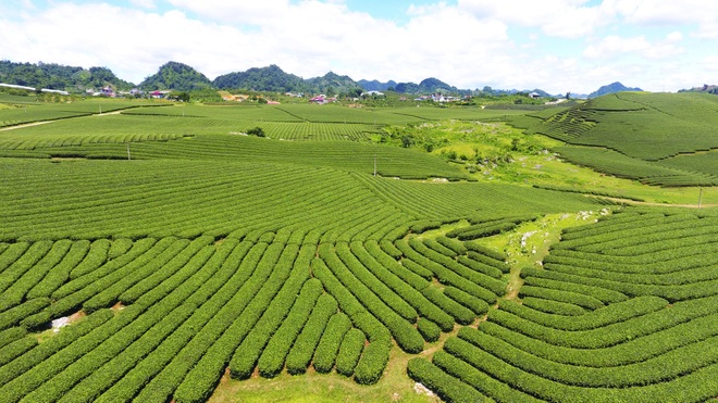 Watching the green tea hill in the town of Moc Chau Farm - 4