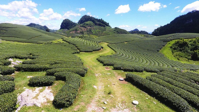 Watching the green tea hill in the town of Moc Chau Farm - 3