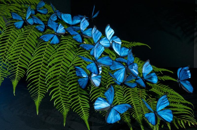 Bức ảnh gây sửng sốt về loài bướm xanh khổng lồ siêu đẹp  5-1625737760641