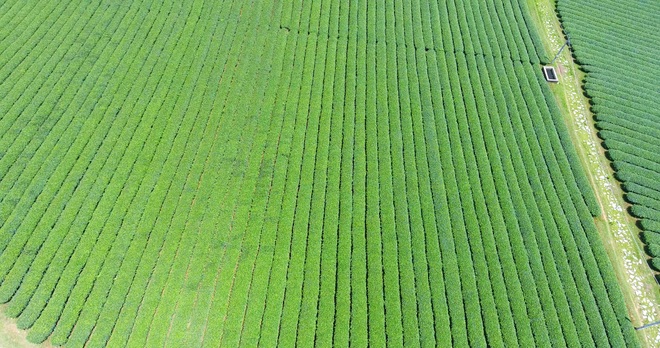 Watching the green tea hill in the town of Moc Chau Farm - 6