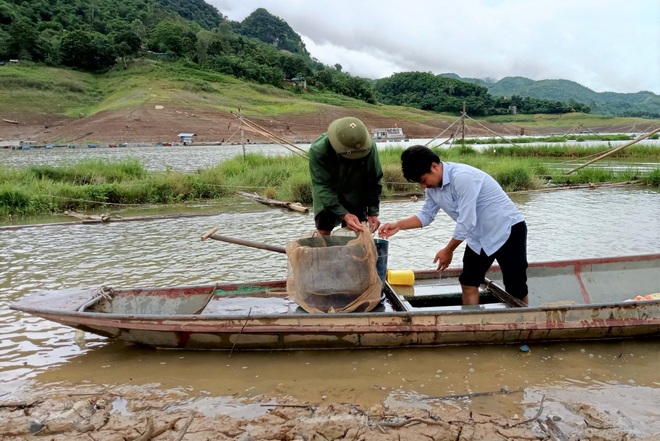 Chủ tịch tỉnh Hòa Bình chỉ đạo giải cứu người nuôi cá trên hồ sông Đà - 3 Chủ tịch tỉnh Hòa Bình chỉ đạo giải cứu người nuôi cá trên hồ sông Đà - 3