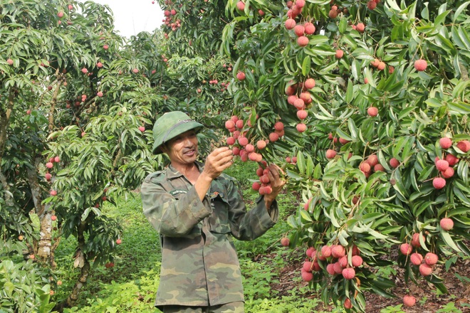 Đầu ra ổn định nhờ các nền tảng công nghệ, nhiều chủ vườn vải Bắc Giang thở phào - 1 Đầu ra ổn định nhờ các nền tảng công nghệ, nhiều chủ vườn vải Bắc Giang thở phào - 1