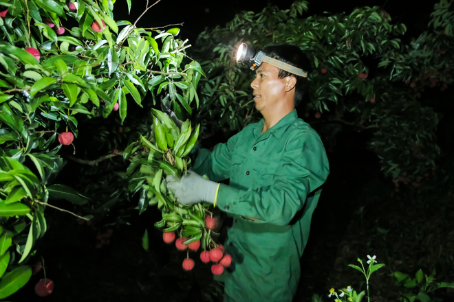 Đầu ra ổn định nhờ các nền tảng công nghệ, nhiều chủ vườn vải Bắc Giang thở phào - 2 Đầu ra ổn định nhờ các nền tảng công nghệ, nhiều chủ vườn vải Bắc Giang thở phào - 2