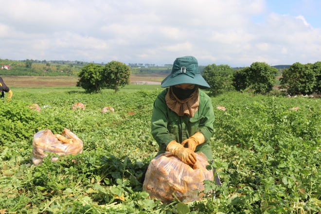 Anh nông dân chơi lớn, gửi tặng người dân TPHCM cả vườn cải trăm triệu - 6