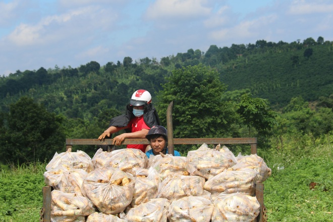 Anh nông dân chơi lớn, gửi tặng người dân TPHCM cả vườn cải trăm triệu - 9