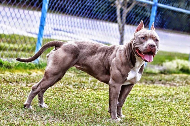 Chó Becgie gây sự với Pitbull và cái kết  Báo Dân trí