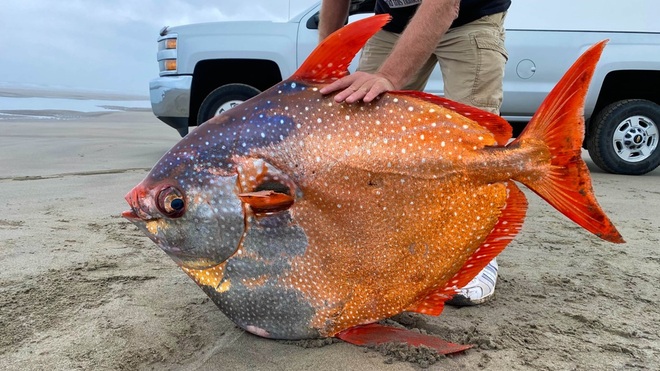 Phát hiện cá siêu hiếm, màu cực lạ, nặng 45 kg - 1