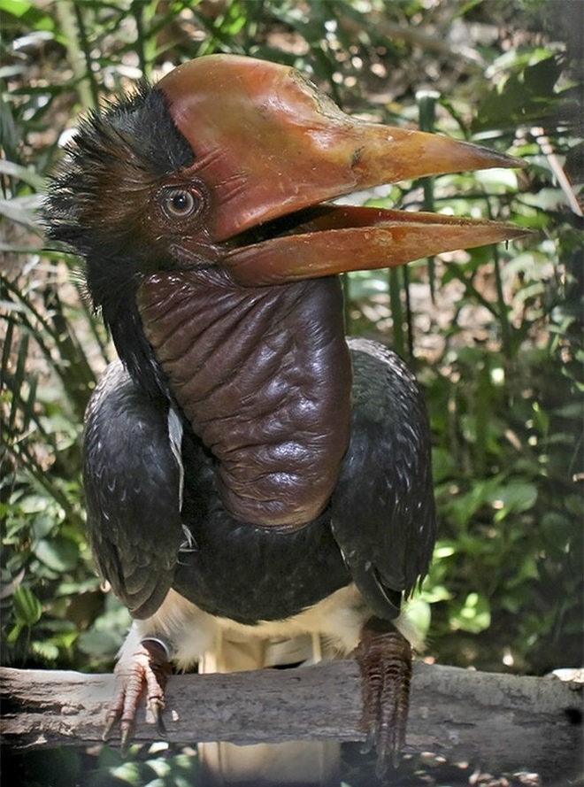 10 loài chim có ngoại hình kỳ quái nhất thế giới - 5