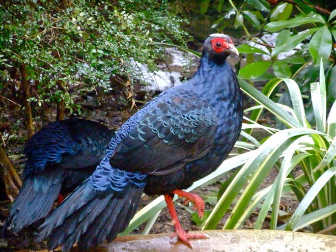 10 loài chim có ngoại hình kỳ quái nhất thế giới - 8