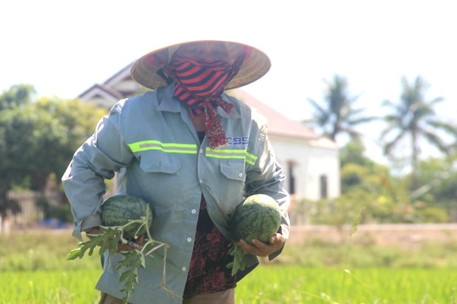 Thu nhập cao hơn cây lúa nhờ trồng dưa trái vụ - 8 Thu nhập cao hơn cây lúa nhờ trồng dưa trái vụ - 8