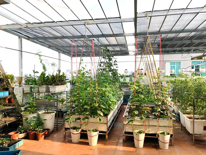 Mẹ đảm ở Hà Nội cặm cụi chở đất, đưa lên tầng 8 làm vườn 100m2 - 1 Mẹ đảm ở Hà Nội cặm cụi chở đất, đưa lên tầng 8 làm vườn 100m2 - 1