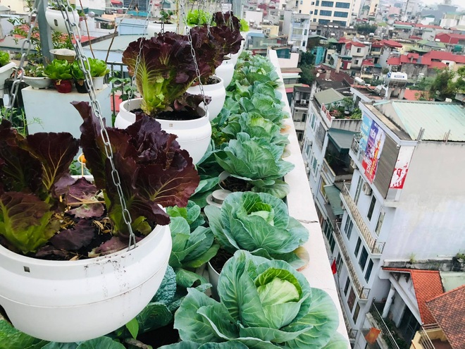 Mẹ đảm ở Hà Nội cặm cụi chở đất, đưa lên tầng 8 làm vườn 100m2 - 11 Mẹ đảm ở Hà Nội cặm cụi chở đất, đưa lên tầng 8 làm vườn 100m2 - 11