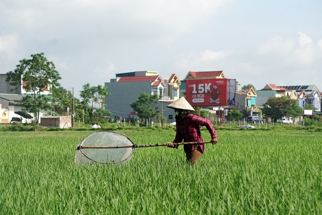 Sống khỏe nhờ nghề đi bắt... loài phá hoại mùa màng - 4 Sống khỏe nhờ nghề đi bắt... loài phá hoại mùa màng - 4