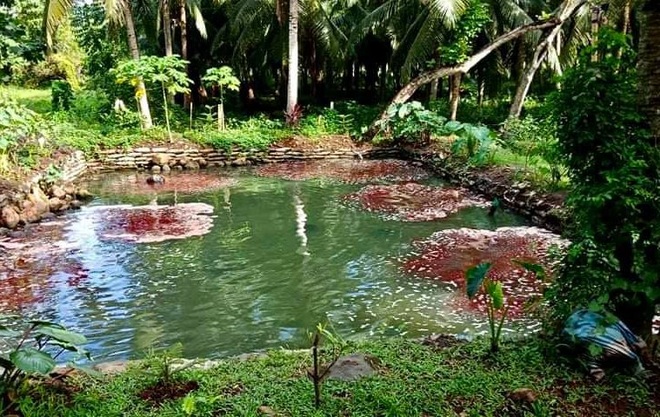 Điều hành trang trại từ nơi xa hàng ngàn cây số, người đàn ông thu 5 tấn cá - 3 Điều hành trang trại từ nơi xa hàng ngàn cây số, người đàn ông thu 5 tấn cá - 3