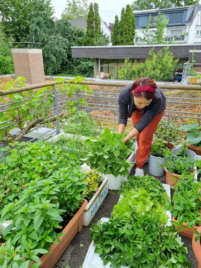 Rau siêu thị đắt đỏ, người phụ nữ gốc Việt biến ban công thành vườn ở Đức - 2 Rau siêu thị đắt đỏ, người phụ nữ gốc Việt biến ban công thành vườn ở Đức - 2