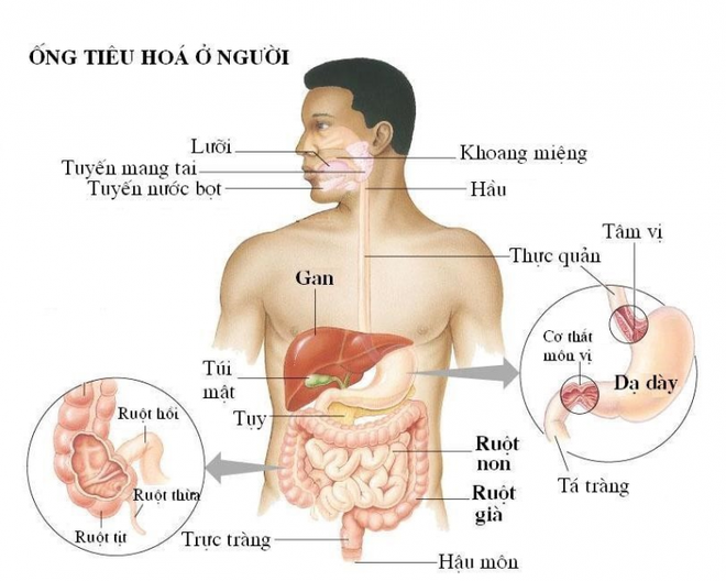 Tầm soát bệnh ung thư tiêu hóa và gan mật - 1 Tầm soát bệnh ung thư tiêu hóa và gan mật - 1
