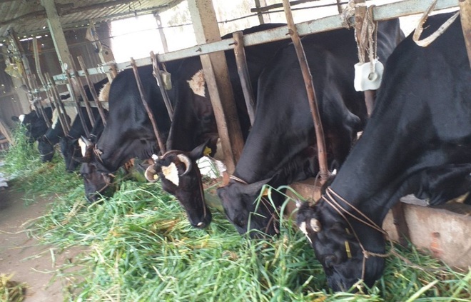 Nông dân miền Tây đổ bỏ hàng nghìn lít sữa bò do ách tắc khâu vận chuyển - 3
