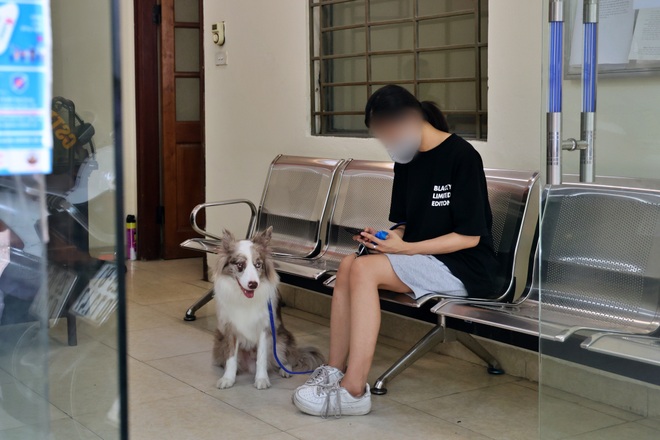 Dắt chó đi dạo khi Hà Nội giãn cách xã hội, cô gái trẻ bị phạt 2 triệu đồng - 2