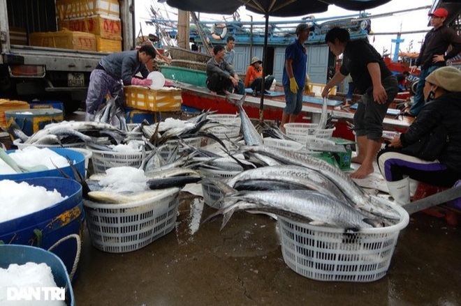 Cảng cá lớn nhất miền Trung tạm dừng hoạt động do phát hiện chuỗi lây nhiễm - 2 Cảng cá lớn nhất miền Trung tạm dừng hoạt động do phát hiện chuỗi lây nhiễm - 2