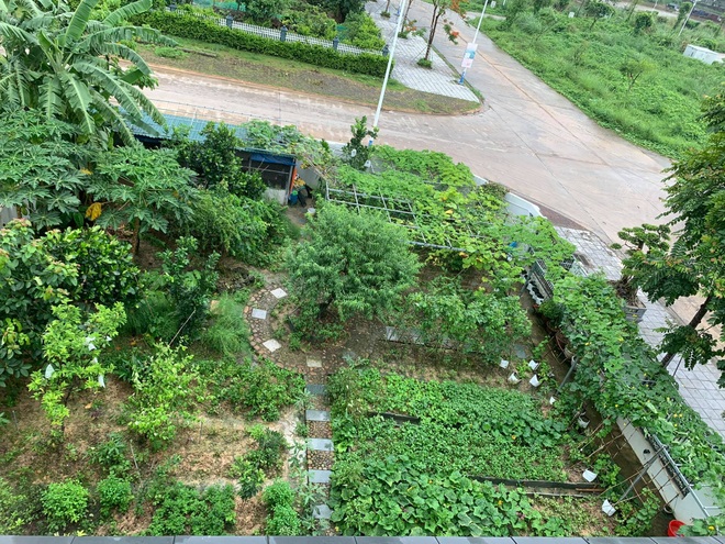 Mảnh vườn 300 m2 sum suê rau trái, thu hoạch mỏi tay của mẹ đảm Quảng Ninh - 1 Mảnh vườn 300 m2 sum suê rau trái, thu hoạch mỏi tay của mẹ đảm Quảng Ninh - 1