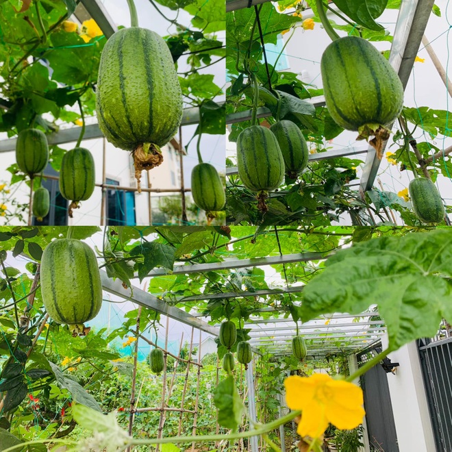 Mảnh vườn 300 m2 sum suê rau trái, thu hoạch mỏi tay của mẹ đảm Quảng Ninh - 3