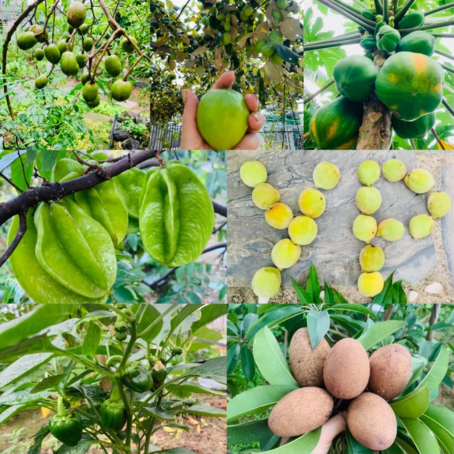 Mảnh vườn 300 m2 sum suê rau trái, thu hoạch mỏi tay của mẹ đảm Quảng Ninh - 7