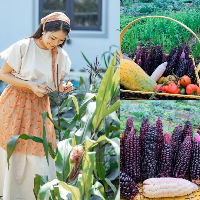 Mảnh vườn 300 m2 sum suê rau trái, thu hoạch mỏi tay của mẹ đảm Quảng Ninh - 8