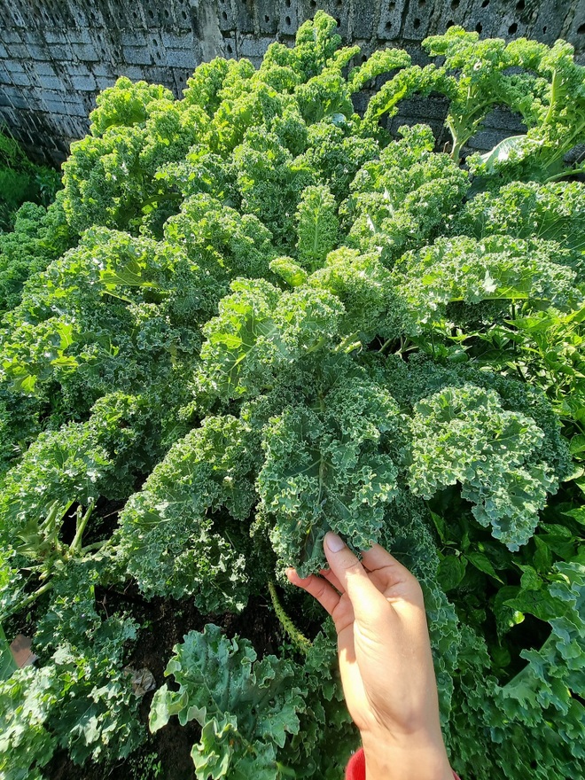 Choáng ngợp với những cây cải kale cao hơn 3m trong vườn của bà nội trợ 8x - 3