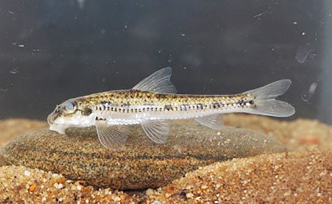 Phát hiện loài cá taxon độc nhất ở Khu bảo tồn thiên nhiên Pù Hoạt - 2
