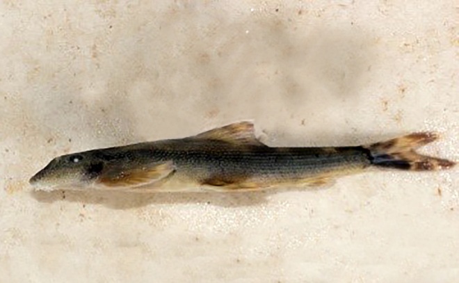 Phát hiện loài cá taxon độc nhất ở Khu bảo tồn thiên nhiên Pù Hoạt - 6