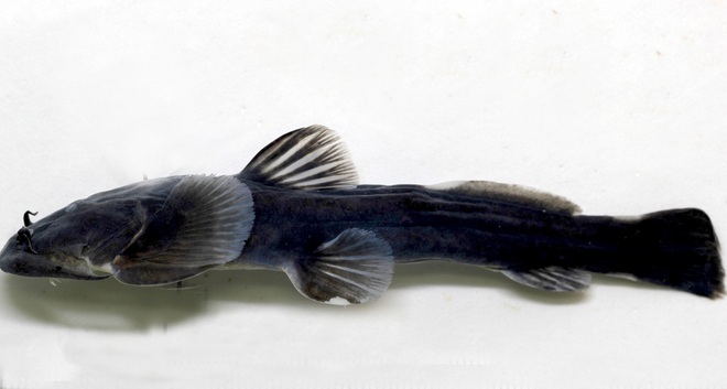 Phát hiện loài cá taxon độc nhất ở Khu bảo tồn thiên nhiên Pù Hoạt - 9