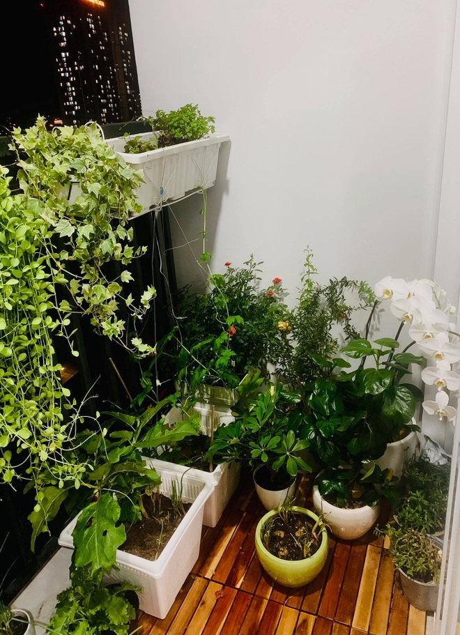 Nữ trưởng phòng cải tạo ban công 3m2 thành vườn rau xanh giữa mùa dịch - 3 Nữ trưởng phòng cải tạo ban công 3m2 thành vườn rau xanh giữa mùa dịch - 3