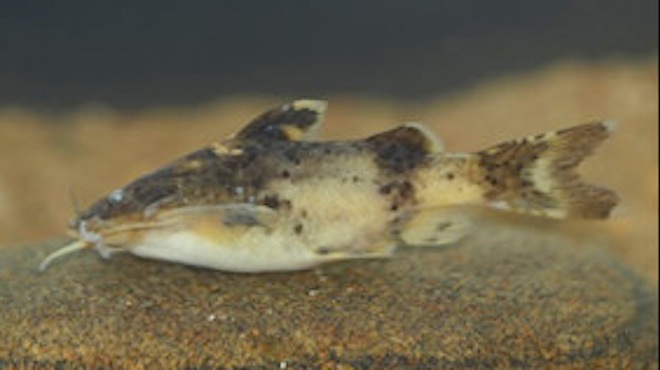 Phát hiện loài cá taxon độc nhất ở Khu bảo tồn thiên nhiên Pù Hoạt - 1